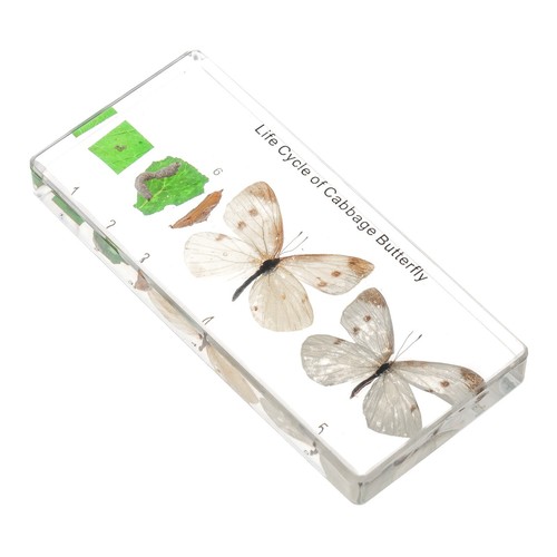 Cabbage butterfly lifecycle - butterfly,