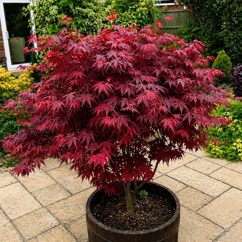Acer atropurpureum - 1, x