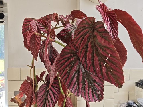 Begonia brevirimosa terrarium - brevirimosa,