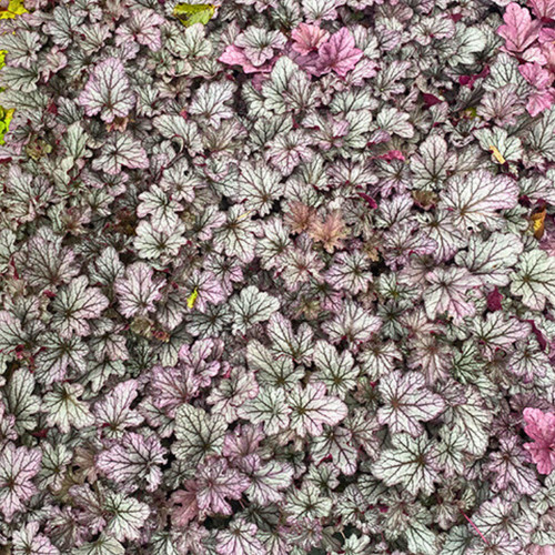 Large plant heuchera - plant, �