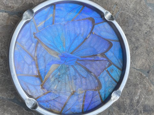 Rare blue morpho iridescent - rare,