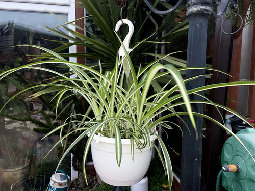 Variegated spider plant bare - spider,