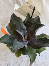 1 Large MANGAVE - NIGHT