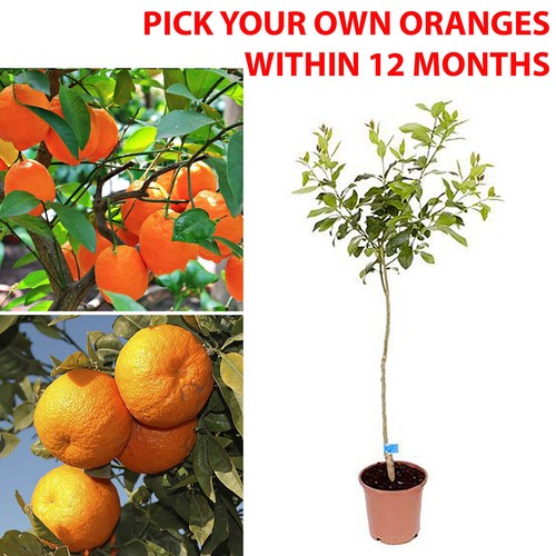 Orange tree plant large fully - plant,