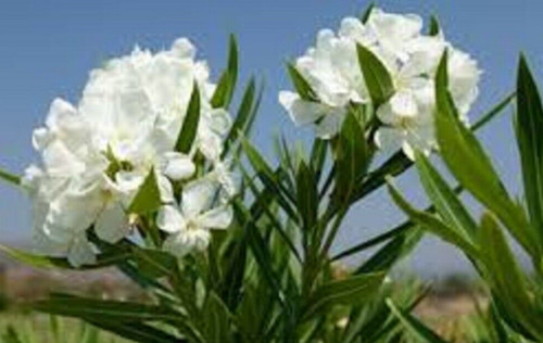 White established rooted - established,