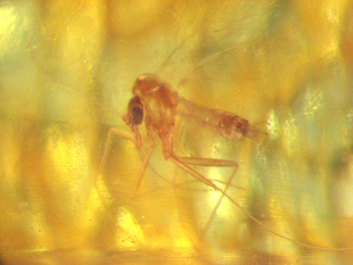 Pliocene amber kenya - amber, africa