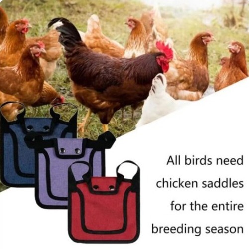 Chicken saddle - saddle, wing