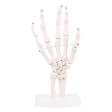 Life size human hand - human,