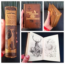 1879 - Wood’s Illustrated