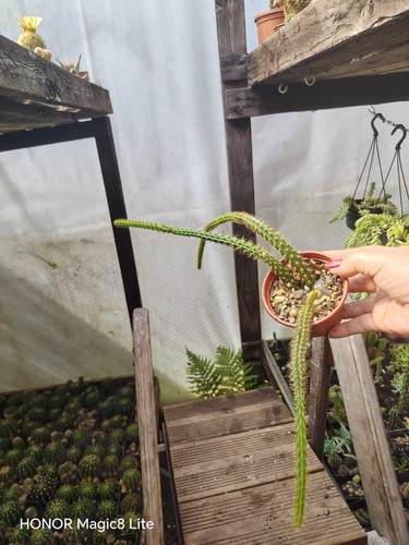 Aporocactus malisonii rat tail