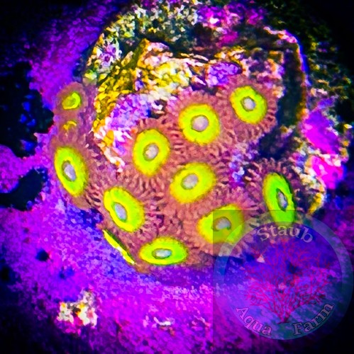 Saf blue eyed zoanthid - zoanthid, coral