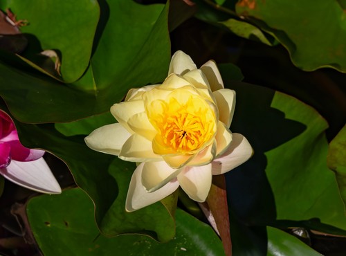 Nymphaea moorei water lily - 'moorei',