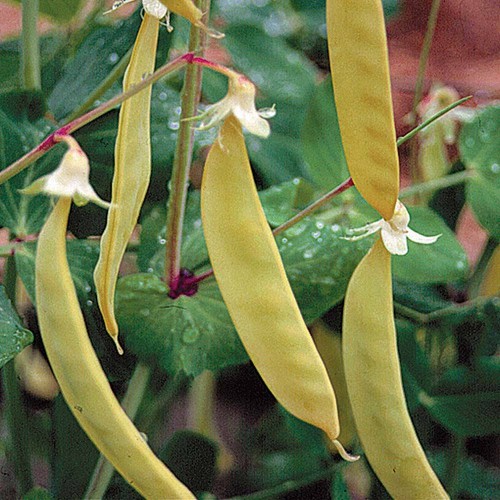 Thompson morgan pea - &,