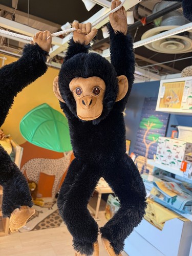 Chimpanzee sandlopare - chimpanzee,