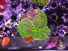 Green Fuzzy Mushroom Small Rock Marine Aquarium
