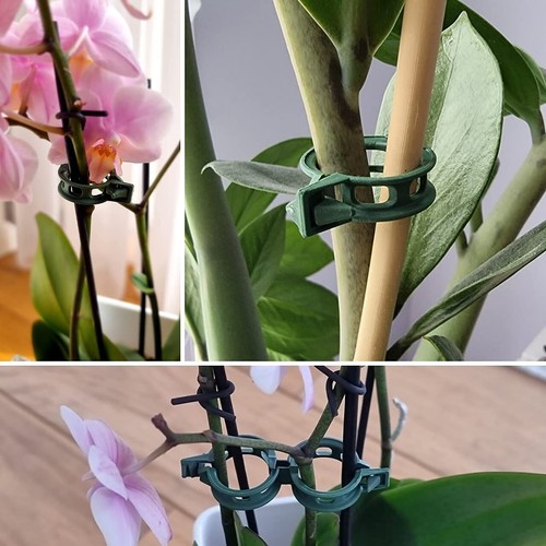 Pack 200 tomato plant - pack, clips