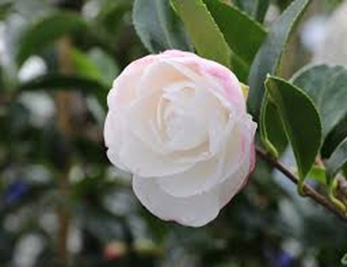 Camellia sasanqua early pearly - camellia,