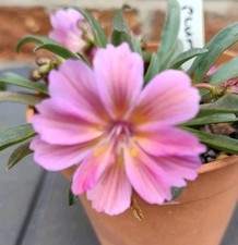 Outdoor succulent Lewisia longipetala Little Plum alpine or rock garden plant