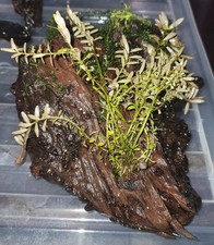 Aquarium Plants and Driftwood Decoration bogwood fish tank