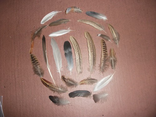 Natural birds feathers - 24,