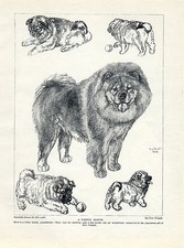 CHOW CHOW DOG AND PUPPIES