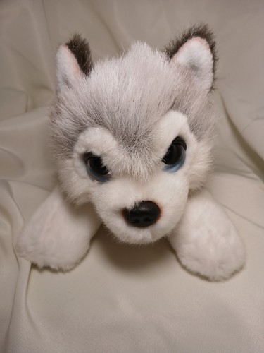 Husky puppy dog soft toy - dog,