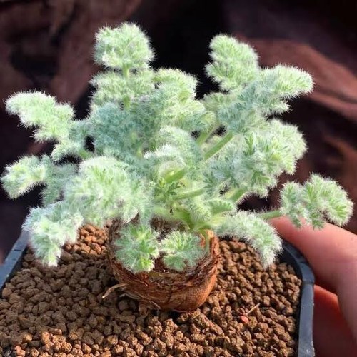 Pelargonium triste caudex - triste,,