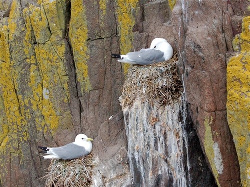 Photo 6x4 kittiwakes nesting - photo,