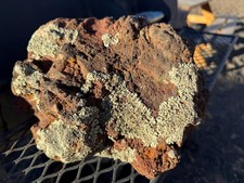 One Large Exotic Black & Red