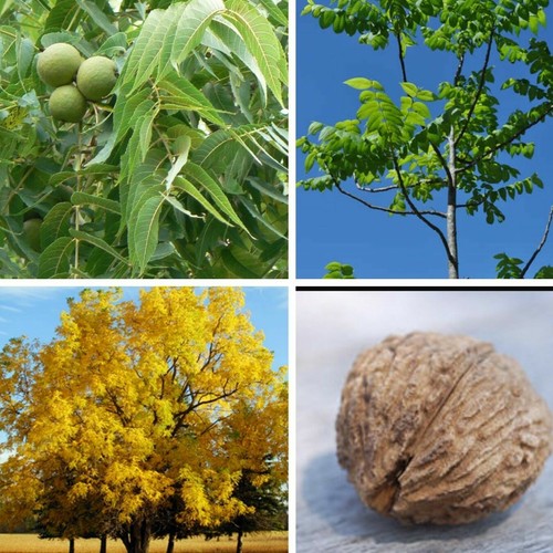 Juglans nigra black walnut - nigra,,