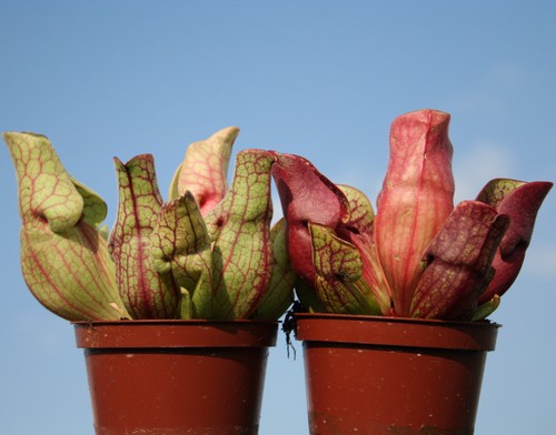 North american pitcher - 2, x