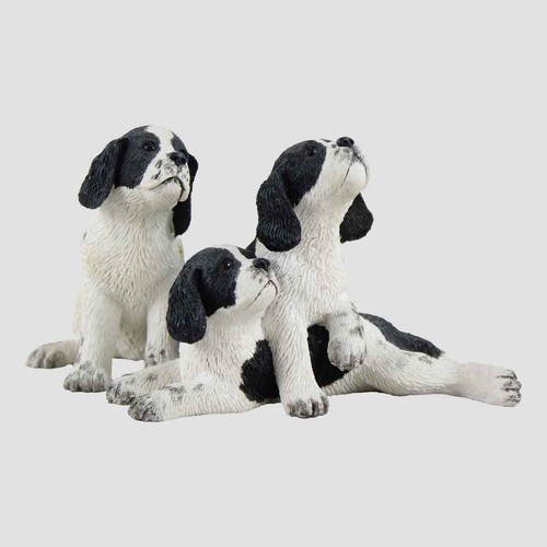 Springer spaniel pups - spaniel, (three)