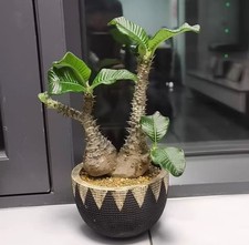 Pot 10cm Sale Pachypodium