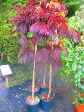 6ft inc. pot Hardy RED Persian Silk Tree Albizzia julibrissin Summer Chocolate