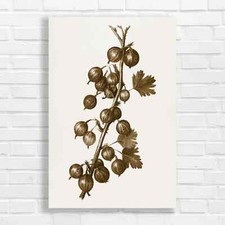 Botanical Gooseberry Sepia