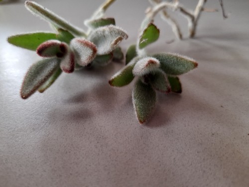 Kalanchoe tomentosa panda - kalanchoe,