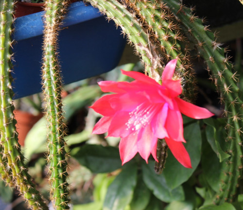 Aporocactus mallisonii 33 cm - ,