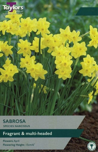 Narcissus sabros - narcissus,