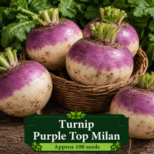 Turnip Seeds Purple Top Milan