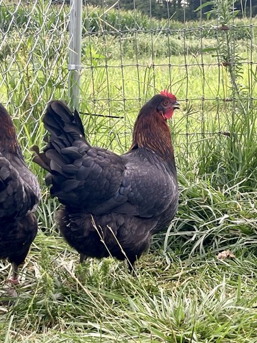 French black copper maran - copper,