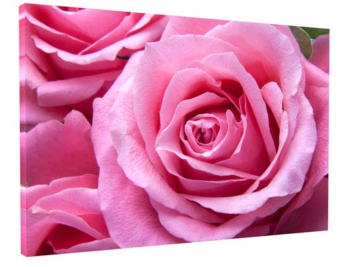 Stunning pink rose canvas - pink,