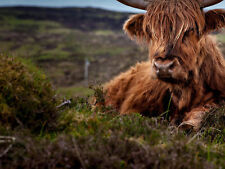 ANIMAL PHOTO SCOTTISH HIGHLAND COO COW WALL ART PRINT PICTURE POSTER HP2649