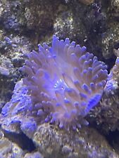 Bubble Tip anemone Coral