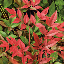 Nandina 'Obsessed' Heavenly Bamboo Hardy Evergreen Garden Shrub Plant in Pot