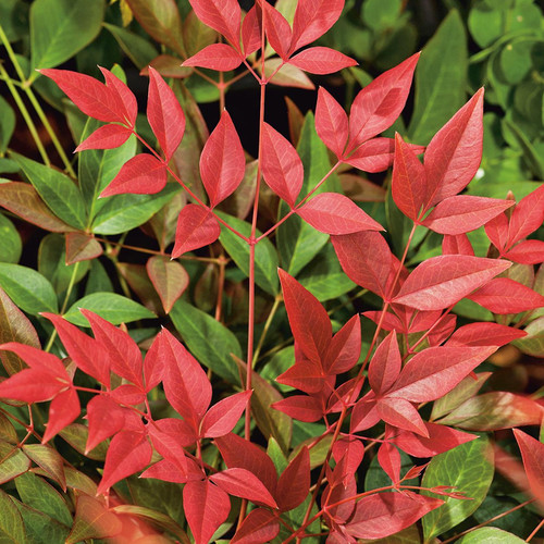 Nandina obsessed heavenly - nandina, 'obsessed'