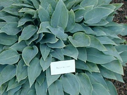 Hosta blue blush 2 lt - blue,