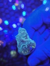 favia Coral Lps sps soft