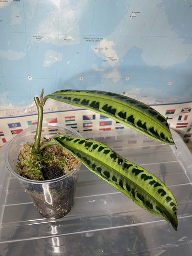 Labisia jabi rare - labisia, terrarium