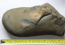 Ichthyosaur bone humerus Lower Jurassic Yorkshire , Port Mulgrave near Whitby