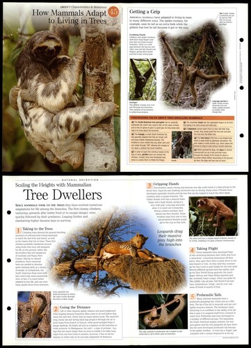 How mammals adapt 45 - adapt, #45